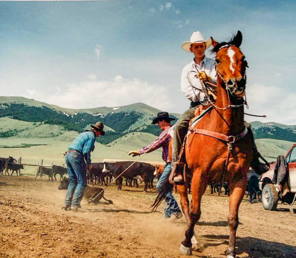 Dragging a calf